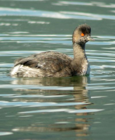 Carrellata di Svassi piccoli.